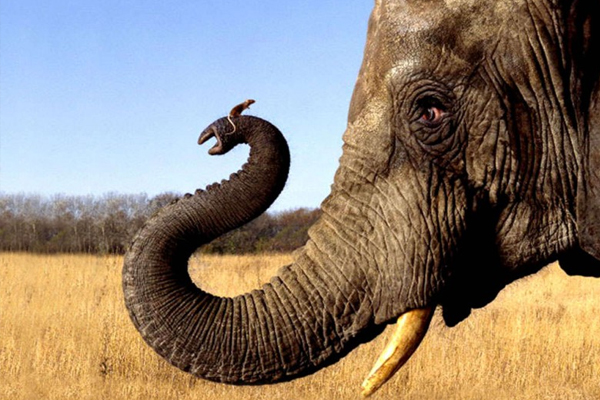 Слоны очень бояться маленьких мышек, почему? Мышь у слона на хоботе.