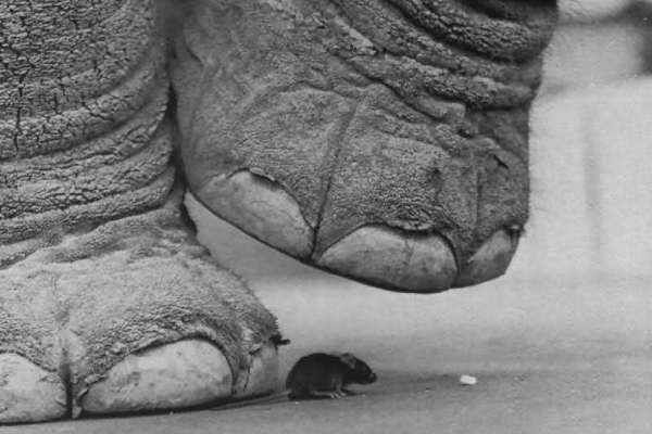 Слон наступает на мышь.